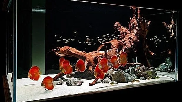 Super White Fish Tank Aquarium Sand  Cichlid / Stingrays/  Discus  42 Lb's 11