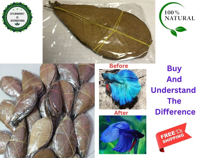 Catappa Leaves 300 PCS Indian almond leaves ketapang leaves shrimp aquarium