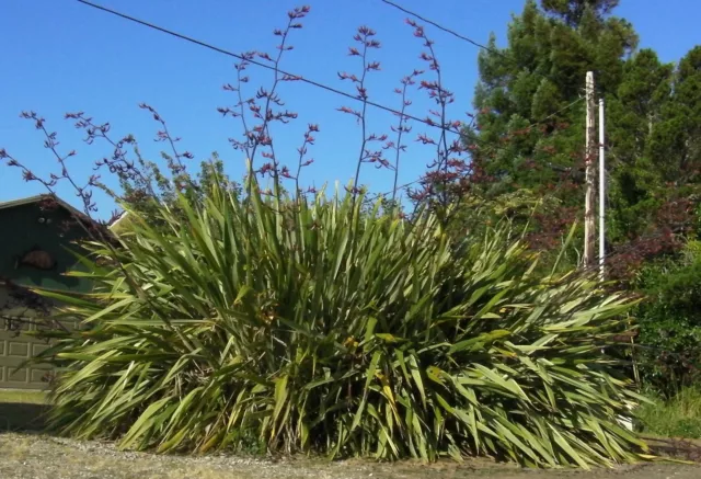 New Zealand Flax (Phormium tenax)  40 Seeds 3
