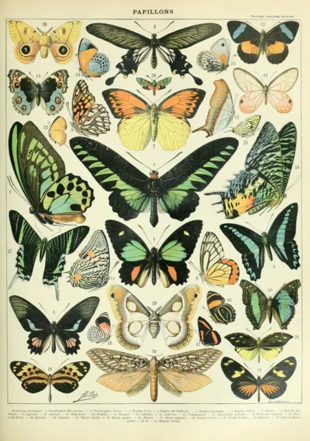 Adolphe Millot Vintage Butterflies Natural History Wall Art Print Poster No.2