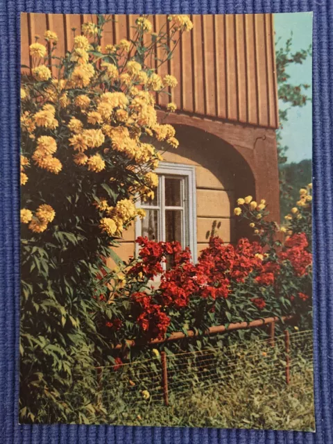 Ancienne Carte Postale Ak Jardin Coin de Maison Ranunkelstrauch Plantes Fleurs