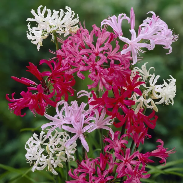 Nerine Hybridisers Mix x 10 Bulbs