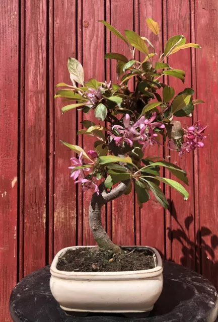 Bonsaï Malus Domestica. Pommier Elstar 8Ans H36Cm En Fleurs