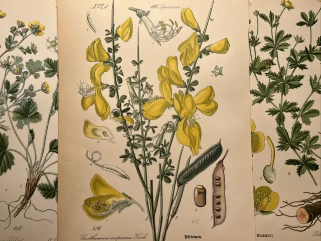 1886 Illustrazione antica Cromolitografia Flora Botanica Fiore Pianta Libro RARO