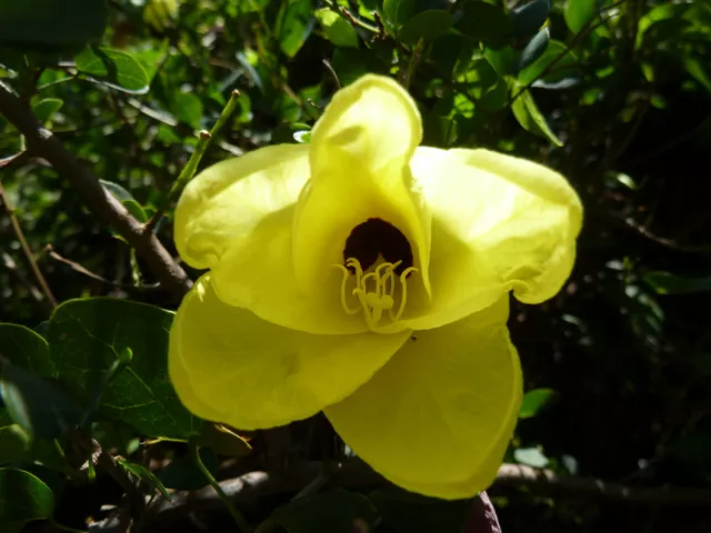 8 graines de Fleur du Sacré-Coeur (Bauhinia Tomentosa)H173 YELLOW BAUHINIA SEEDS