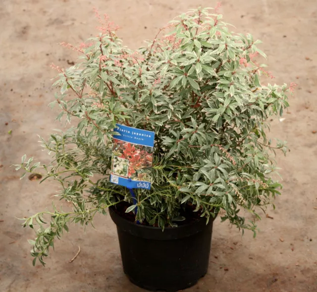 Pieris japonica 'Little Heath'  Japanische Lavendelheide 20 - 25 cm im Container