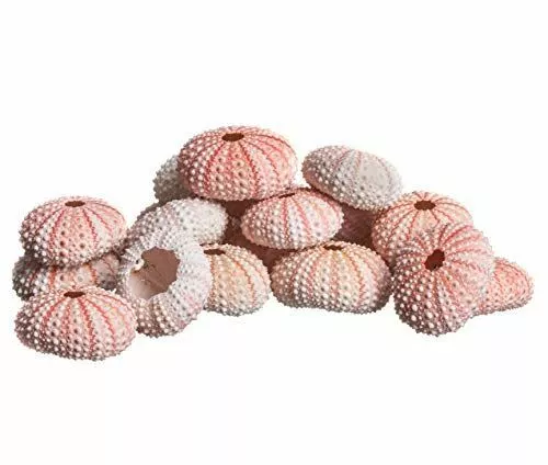 Sea Urchin | Pink Sea Urchin Shells 1"-2" | 25 Pack for Craft & Decor