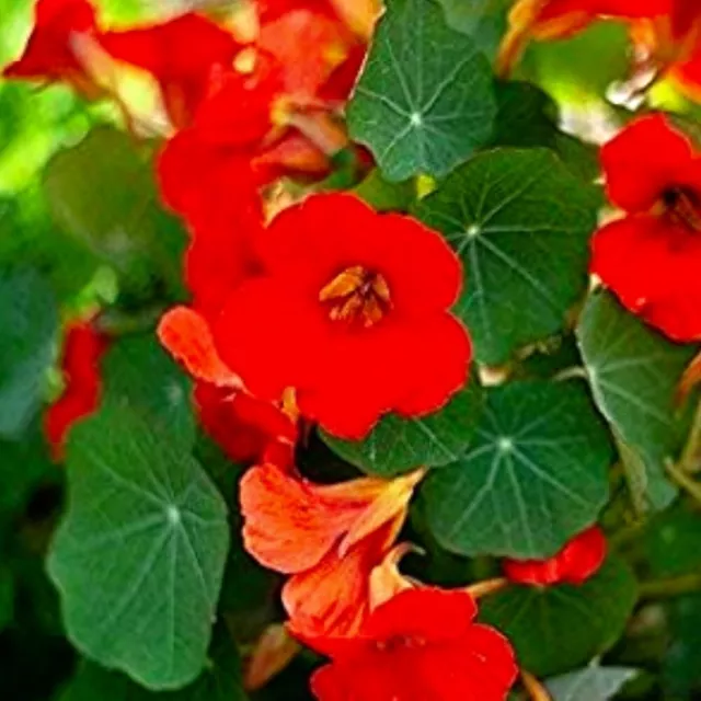 Empress of India Nasturtium Flower Seeds  | NON-GMO |  Fresh Flower Seeds