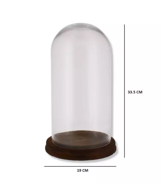 33cm Glass Display Bell Jar Oval Cloche on Dark Wood Base Display Stand 2