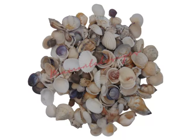 Dainty Mixed Shells Natural Shells Seashells Beach Shells Wedding Display Craft