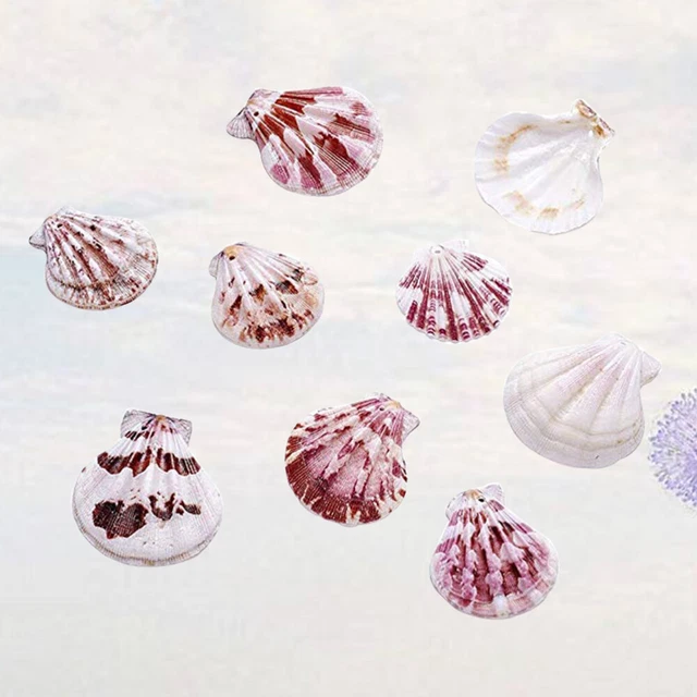 Mezcla de mejillones de playa mejillones para decoración hágalo usted mismo colgante de mejillones hágalo usted mismo playa