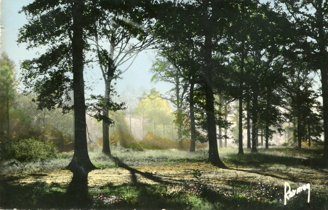 BRUNOY LOT of 2 cards on the Senart Forest in the mist