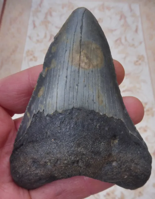 Large Megalodon tooth - 4.197 inches (10.66 cm)