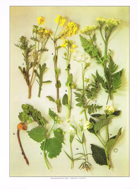 Ragwort Charlock Vergewaltigung Petersilie Cole Vintage Wildblumen Druck Bild 1978 WF #23