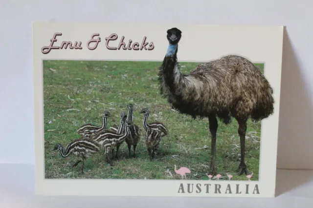 Vintage Postcard - Emu & Chicks Australia