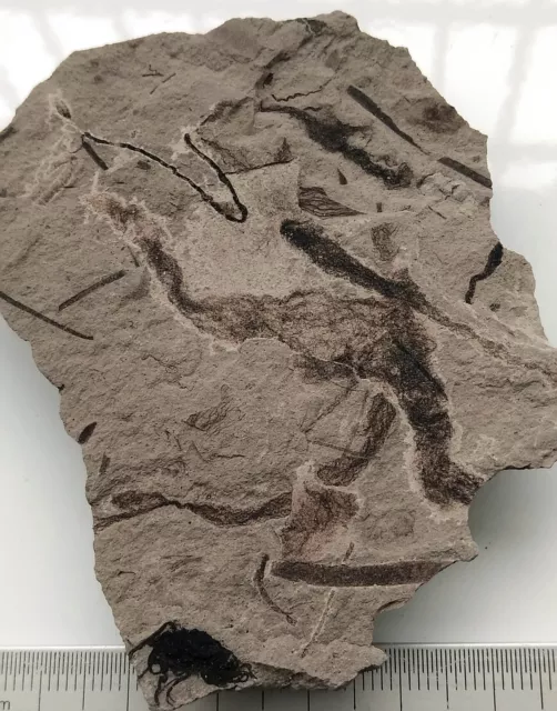 Ediacara Biota fossil unknown creature,teaching. No.a02