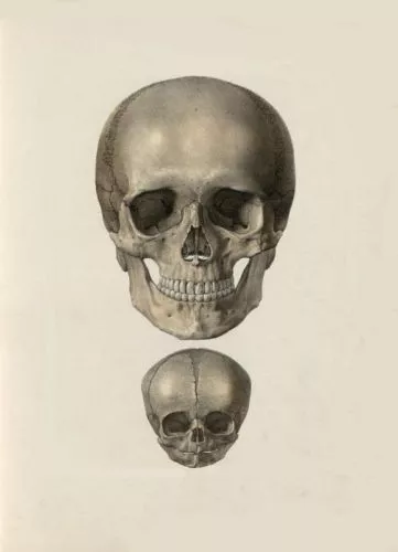 Antique Medical Adult & Infant Skull A3 Poster Re Print