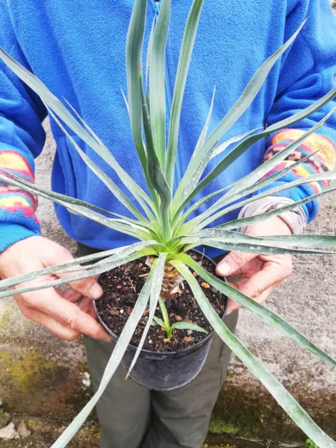 Yucca recurvifolia  .....-----