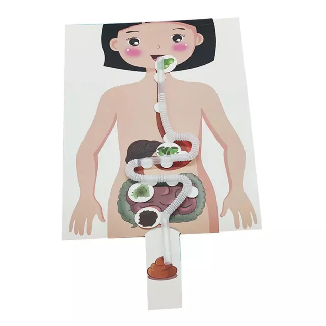 Human Digestive System Model Educational Toys, Human Body Parts Puzzle Teaching
