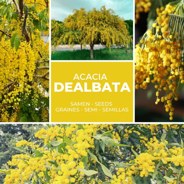 Silberakazie 25 Samen / Pack - Falsche Mimose - Acacia dealbata