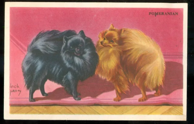 1940s POMERANIAN Dogs Cereal Card KELLOGGS F273-6 USA Dog Card Shredded Wheat