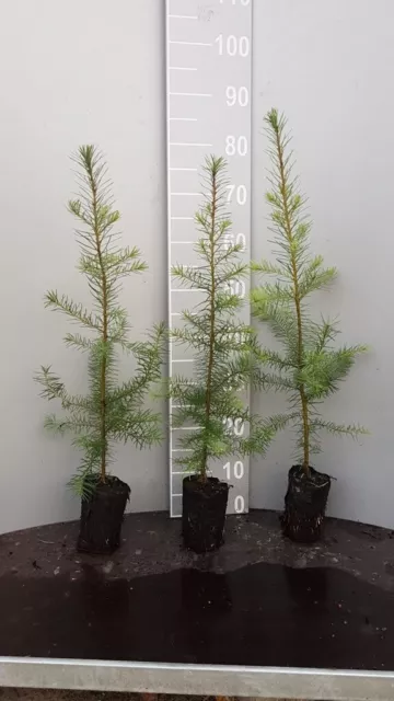 1st. Pseudotsuga menziesii viridis Douglasien 40-70cm Forstpflanzen im Topf