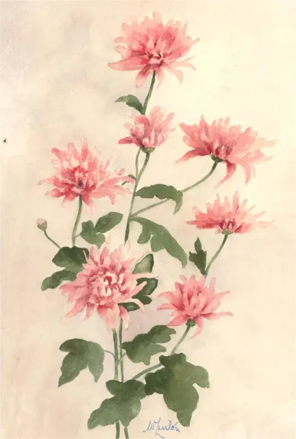 Mid 20th Century Watercolour - Pink Chrysanthemums