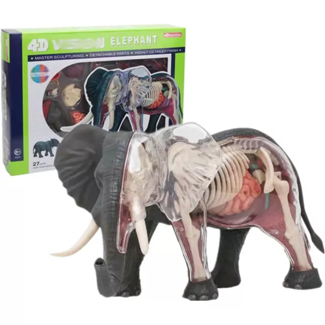 Modèle D'anatomie D'éléphant 4D Jouet D'apprentissage éducatif pour Enfants 2