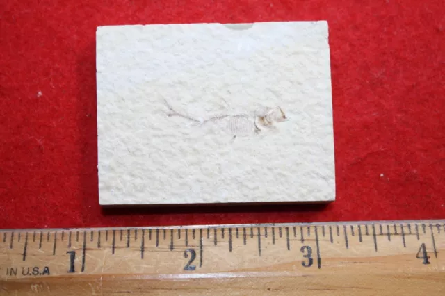 Eozän Grüner Fluss Schieferfisch Fossil auf Matrix - Knightia Alta Juvenile #31 2