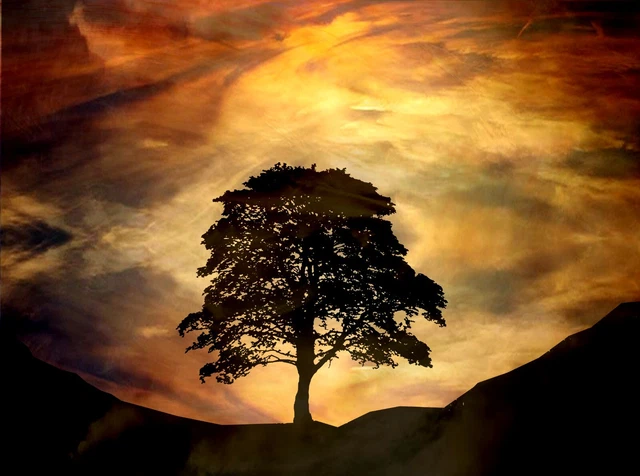 Sycamore Gap Hadrians Wall v2 Special Edition Art Print by Sarah Jane Holt