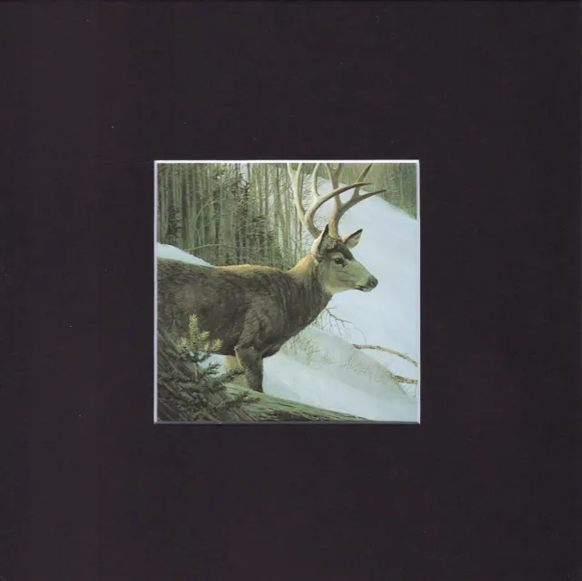 8X8" Matted Print Painting Art Picture, Robert Bateman: Male Deer, 1978