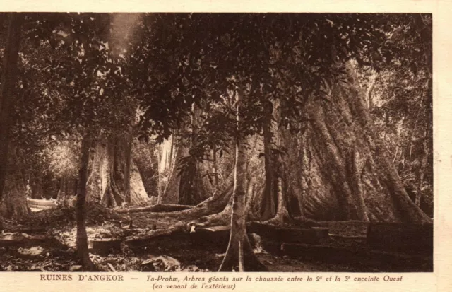 CPA CAMBODGE - ANGKOR - Ta-Prohm, Arbres géants sur la Chaussée