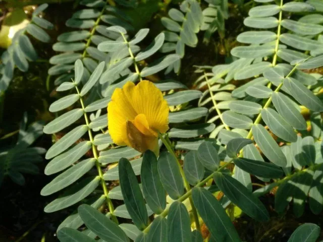 Aeschynomene fluitans WATER MIMOSA Exotic SEEDS!