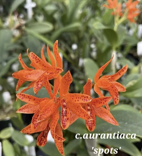 Orchid Species- Cattleya Aurantiaca 'Spots'