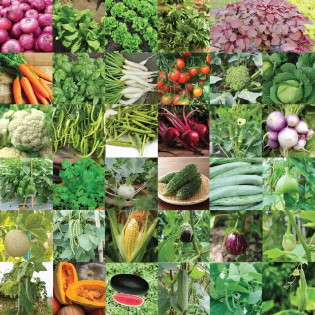 Indian Vegetable Seeds For Home Garden And Balcony- Pack Of 35 Varieties