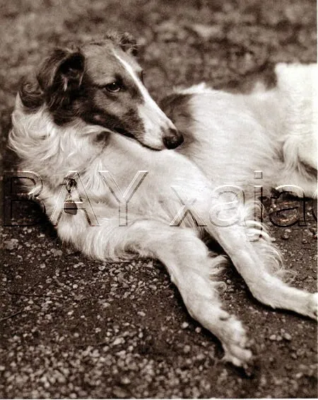 DOG Borzoi Russian Wolfhound, Lovely Quality Vintage 1941 Print
