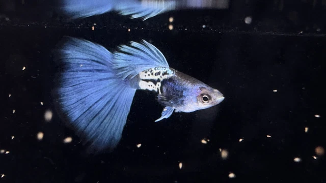 1 Trio Guppy Metal Snakeskin Blue tail 2F1M ( Overnight Shipping) 1 Trio Guppy Metal Snakeskin Blue tail 2F1M ( Overnight Shipping)