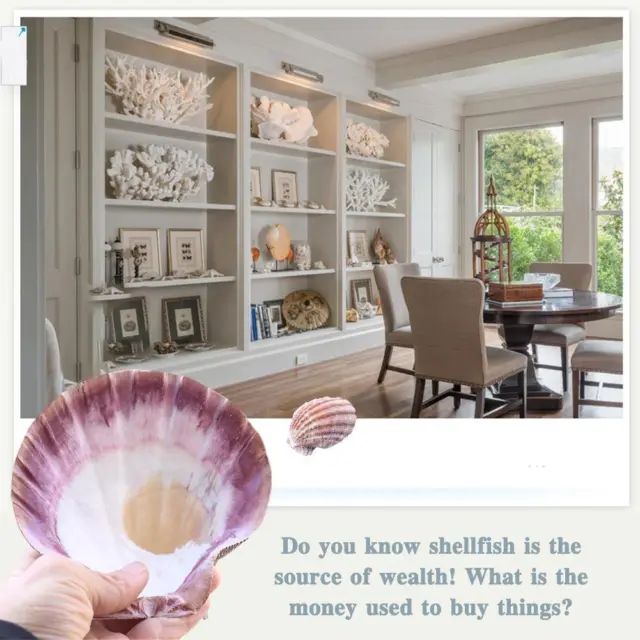 Seashells Natural Color Large Scallop Shell Home Decoration Y4K7 2