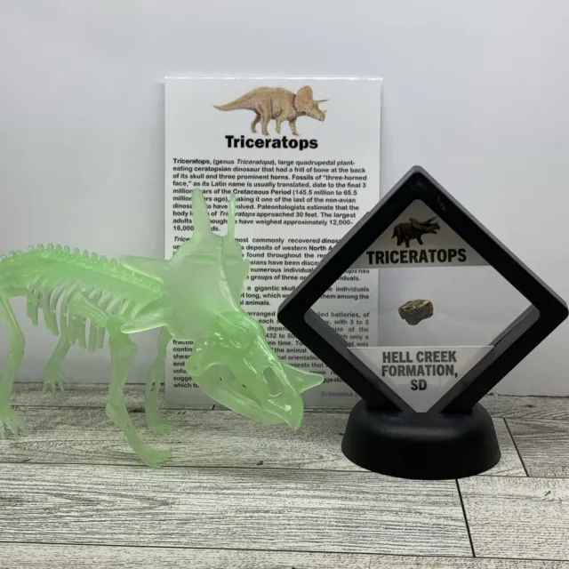 Triceratops Extinct Dinosaur Tooth Fossil in Display w Glow in Dark Skeleton Toy