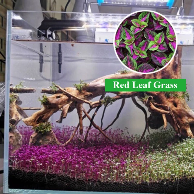 Aquarium Plant Seed Fish Tank Aquatic Water Grass Carpet Foreground Easy Plants-