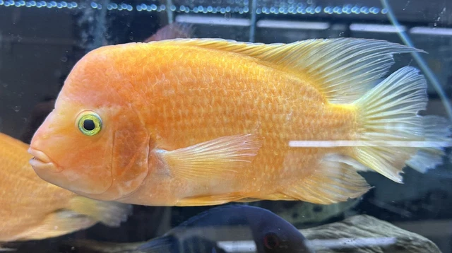 XL Mammon Hybrid Cichlid 9-10” -Live Freshwater Tropical Aquarium Fish