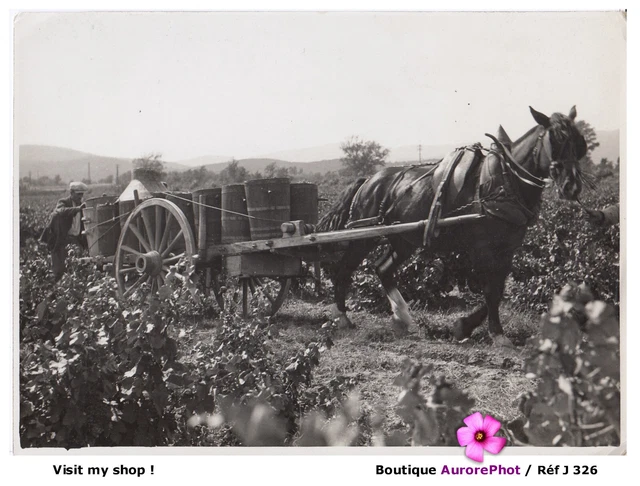LES VENDANGES EN PROVENCE À CHEVAL, VIGNE, TRADITION, PHOTO circa 1950  -J326