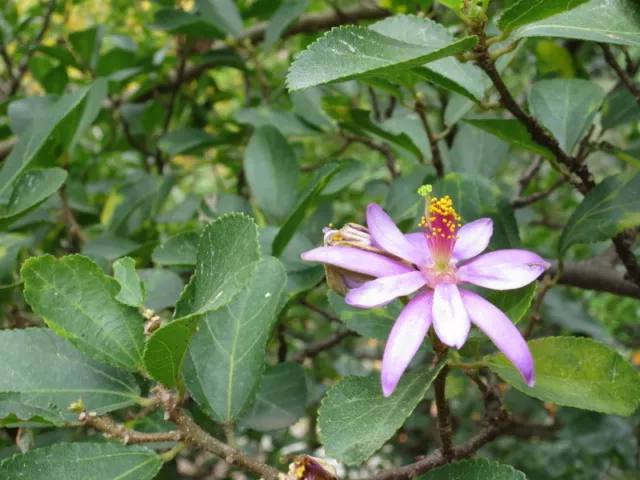 SAMEN der tolle Sternblüten Lavendel hat wunderschöne rosa Blüten !