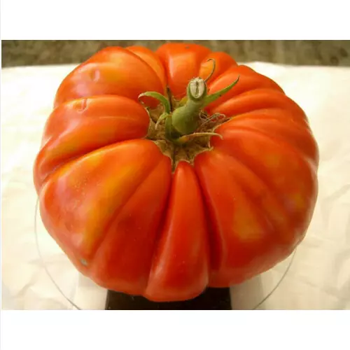 Pomodoro Siciliano Gigante, 50 Semi   + Omaggio