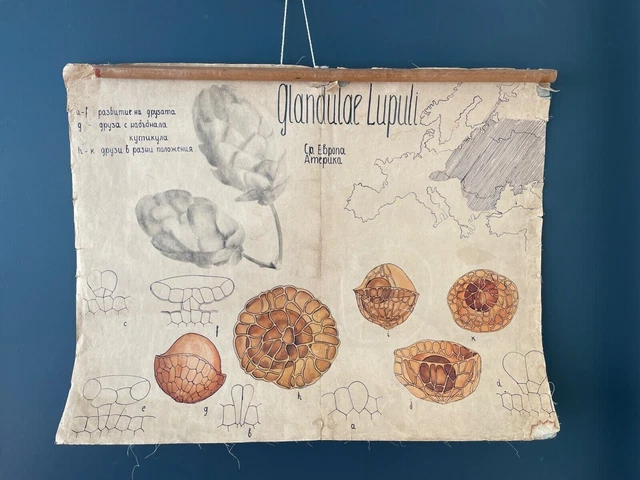 Cartellone botanico vintage anni '70 FATTO A MANO Università farmaceutica...