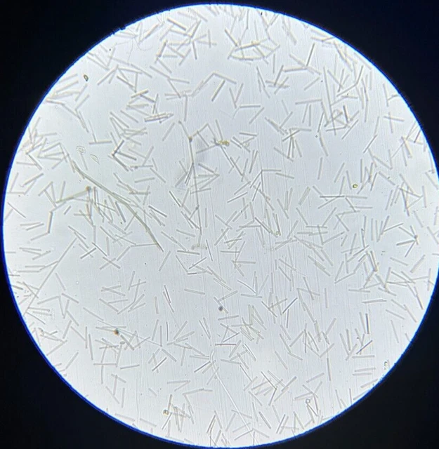 19th c J.D. Moller Microscope Slide Diatom Switzerland Diatoma Elongatum Kg.