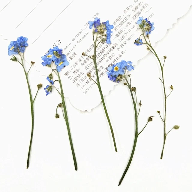 Natural Forget-Me-Not with Stem Dried Flowers Don't Forget Me Pressed Flower