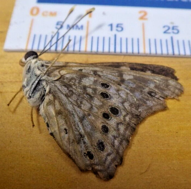 Hackberry Emperor Butterfly Asterocampa celtis Nymphalidae Lepidoptera EC IL H14