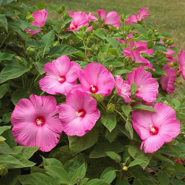3 Pink Swamp Mallow🌺🌺 Rose Cuttings  "LARGE FLOWER" Hardy Hibiscus Fast Garden