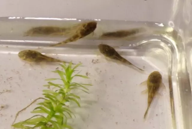 Tank Bred Standard GREEN DRAGON Bristlenose Pleco 1+ inch